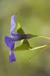 Common periwinkle